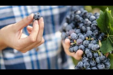 Promoting wine from the Elda Cantine, Troia in Puglia, Italy