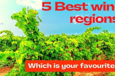 #SHORTS |  WINES of ITALY