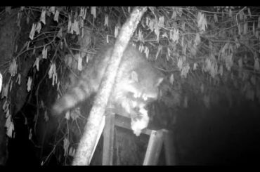 Raccoon Eating Lasagna at the "Top of The Ladder" Italian Ristorante