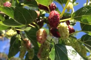 Mulberries | Up Close & Natural Sound Series | Italy Food Roots