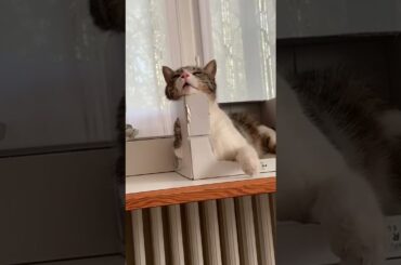 Cat resting and stretching in a wine box, Italy, March 2022.