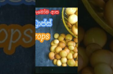 How To Make Wine Biscuits | Egg Drops Recipe Sinhala | ND'S Cook Book #shorts