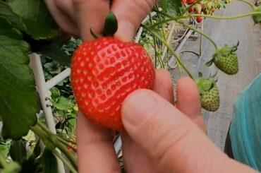 Seafood Restaurant & Strawberry Farm - Eric Meal Time #644