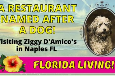 A Restaurant Named After a Dog! Ziggy D'Amico's in Naples - Florida Living