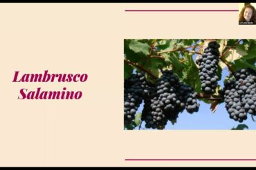 A Sparkling Holiday Virtual Zoom Wine Event!