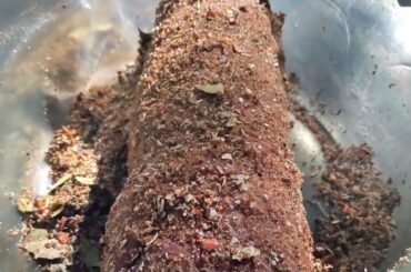 Let's Make Pancetta Part 1 (Italian Bacon) #pork #pancetta #bacon #italianfood #porkbelly #homemade