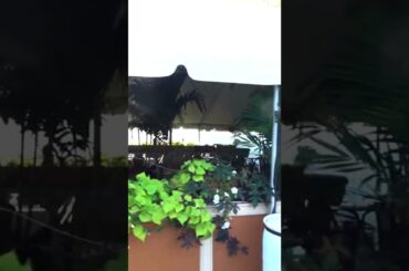 Sophia Italian Bistro | Outdoor Dining