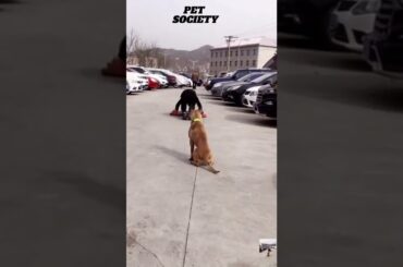 Cute animals goes BIG animals|Cute animal 49_ Cute and Funny Dog Videos Compilation| #shorts