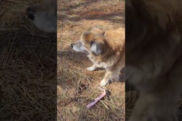 cleotis dog discusses Italian food