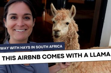 A safari near Cape Town, an Airbnb with a private wine cellar, and a llama