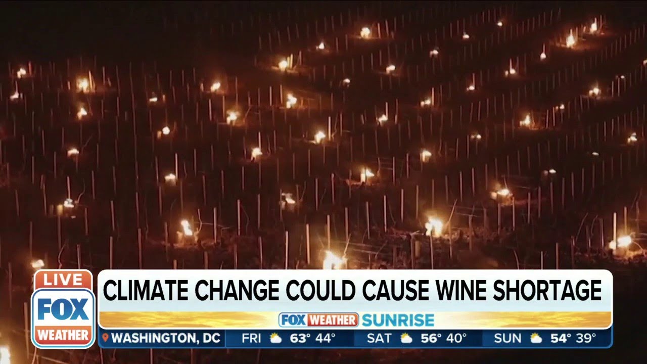 Climate Change could cause wine shortage Climate Change could cause wine shortage
