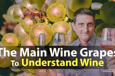 Essential Guide to Wine Grape Variety Names from around the World