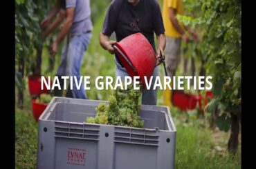 The Grand Wine Tour of Italy