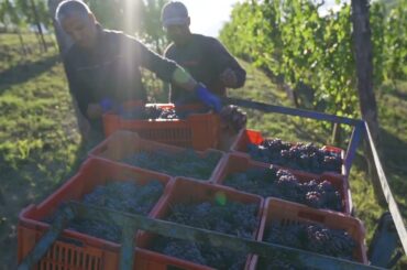 How Great Wines Are Made: Cantina Francone, Harvest of Nebbiolo