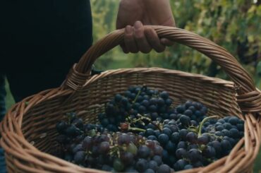 Umberto Cesari - History - Emilia Romagna - Top Italian Wines - English