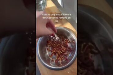 POV: your dog had too much Italian food as a puppy #shorts