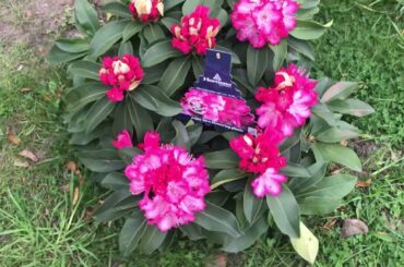 Why this Italian Restaurant very popular with the locals in Surrey? ||exoticvampyJ Vlog