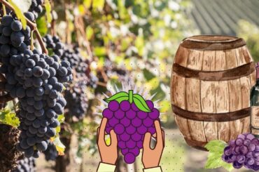 THE PROCESS OF MODERN WINE FARMING | WINE PRODUCTION