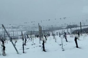 Wine yard in winter -Italy-