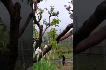 #Beautiful #italy #wine country near Asti/Alba