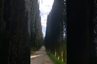 Tuscany #tuscany #tree #wine #italy #trip #travel #italia #toscana