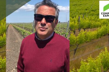 from vine to wine - Italy