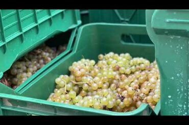 Blancjat - Friuli Venezia Giulia Winery