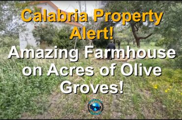 Calabria Property Alert! Amazing Farmhouse On Acres of Olive Groves in Santa Domenica Talao!