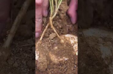 cooking modern #short#