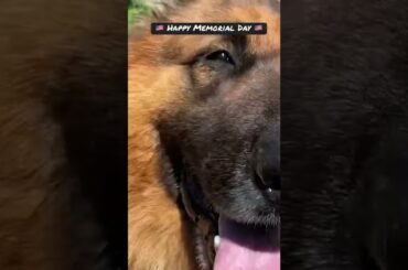 #shorts #memorialday #food#italianfood #relaxing