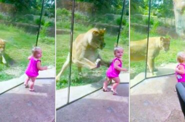 When Dangerous Animals Don't Know What Glass Is