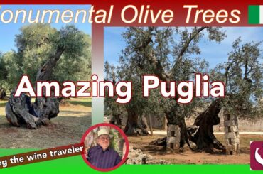 Amazing Ancient Olive Trees, Puglia, Italy