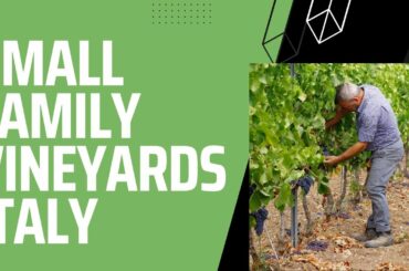 Small Family Vineyards - Italy