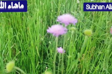 Natural Meditation | Walk with me | Summer season in Italy | beautiful countryside in Europe