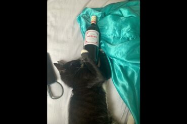 red wine and my cat