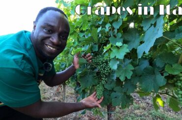 This large GRAPE farm in Italy belongs to one person !! Wine fruits farm !! Italy farming