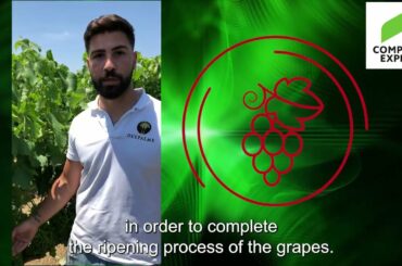 The "Vine/Wine roads project"  in ITALY meeting the NEGROAMARO