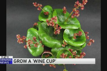9 @ 9: Grow a 'wine cup'