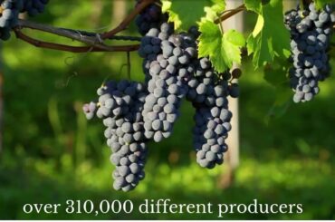 Vineyards Direct | Wine wholesaler and importer | Unique Italian wine | Popular italian wines UK
