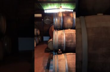 Italian Vineyard at Mt Vesuvius #Volcano #Nature #Wine #Italy #Travel #Food #Foodie #walkthrough