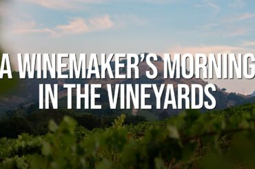 A Winemaker's Morning in the Vineyards | 2021 Wine Harvest Diary