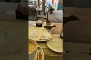 Bird Feeds Its Baby at Dining Table || ViralHog