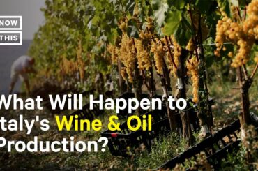 Tuscany's Drought Is Impacting Wine & Oil Production