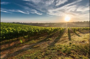 Ornellaia 2019 - worth the money? Data from Liv-ex.