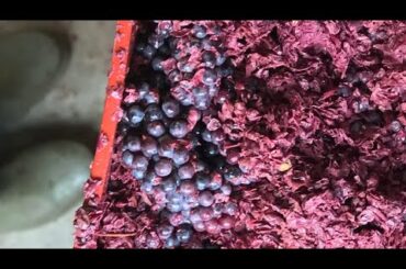 Making wine in Italy- WWOOFING