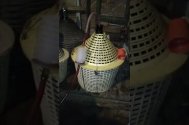 Homemade wine in Italy