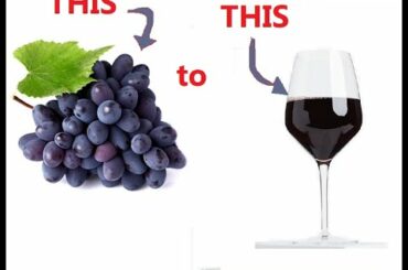 How to make HOMEMADE WINE from fresh grapes