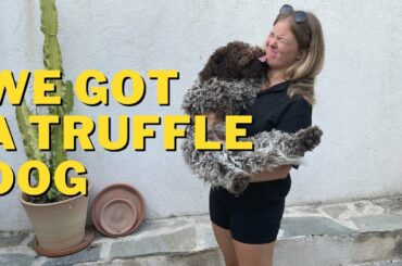 We Got a Dog! Plus Exploring Langhe & Wine Tasting - Italian Farmhouse Renovation & DIY Restoration