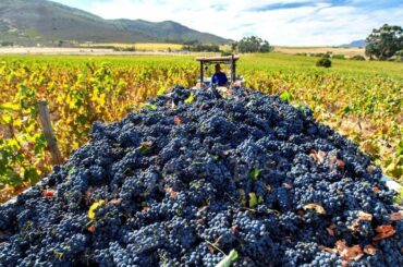 European Agricultural Technology - Harvest Billions Of Grapes, Grape Juice Factory