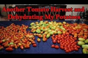 Another Tomato Harvest And Dehydrating My Potatoes